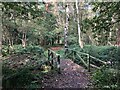 Footbridge over drainage channel, Lower Moss Wood