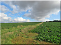 TL4654 : Farm track and sugar beet on White Hill by John Sutton