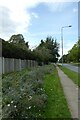 Wildflowers along Hull Road