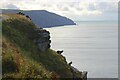 SS7049 : Feral goats on cliffside above Wringcliff Bay by Martin Tester