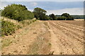 Footpath along field boundary