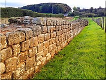 NZ1366 : Hadrian's Wall, Heddon on the Wall by Andrew Curtis