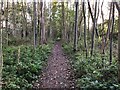 Path through the woods