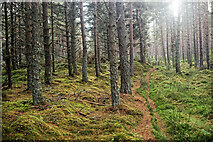 NH6551 : Path on the ridge of Drumderfit Hill by Julian Paren