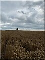 Veldt House Trig Point in the middle of a crop field