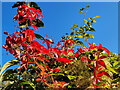 Parthenocissus quinquefolia, Virginia Creeper