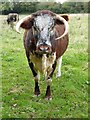 SO8451 : Longhorn cow by Philip Halling