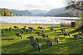 Canada Geese at Derwentwater in Keswick