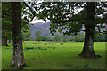 Roadside trees, Borrowdale