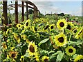 TQ0657 : Wisley - Sunflowers by Colin Smith