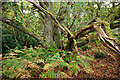 Old oak in Findon Wood