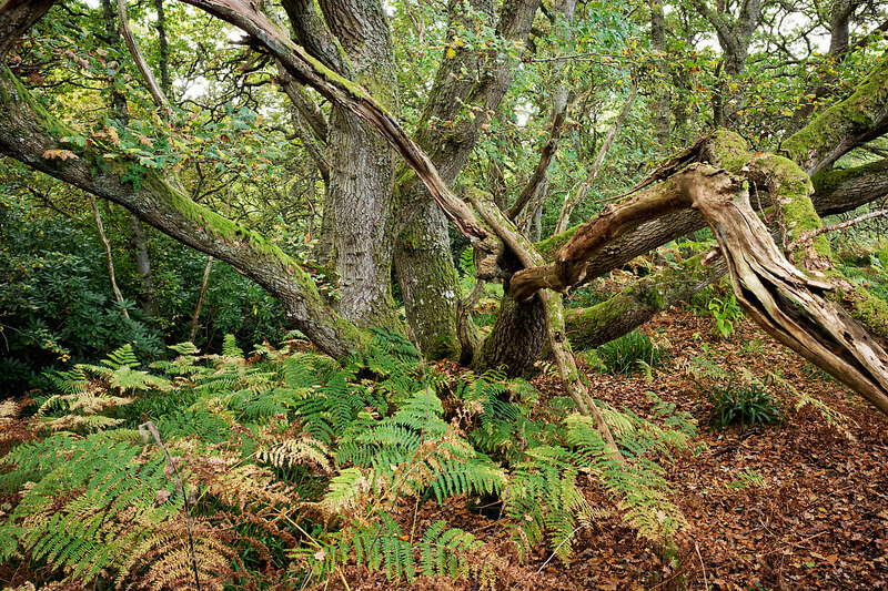 Old oak in Findon Wood © Julian Paren cc-by-sa/2.0 :: Geograph Britain ...