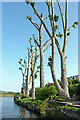 Hard-pruned poplar trees near Stafford