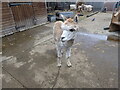 An alpaca at Vauxhall City Farm