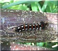 Moth caterpillar on a pole