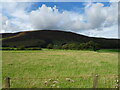 Grazing towards Scaut Hill