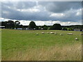 Sheep grazing, Fallburn