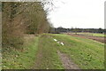 Woodland edge footpath