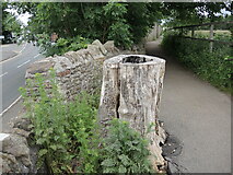 ST6675 : Hollow stump on Rodway Hill Road by Neil Owen