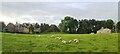 Sheep at Longbyre