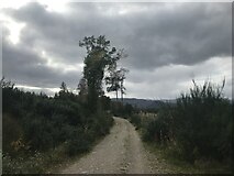 NH4857 : Track below the Cat's Back by Dave Thompson