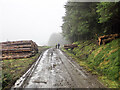 NX4875 : Forest road with timber stacks by Trevor Littlewood