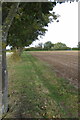 Tree lined bridleway out to the road