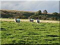 Sheep in field beside Knotts Lane