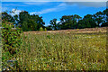 SS9813 : Tiverton : Field by Lewis Clarke