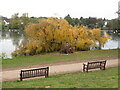 Fallen tree by Roath Park Lake