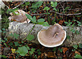 NT5734 : Birch polypore fungus (Fomitopsis betulinus) by Walter Baxter