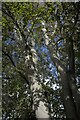 TF0920 : Multiple trunks of a Beech Tree by Bob Harvey