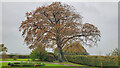 Specimen Beech tree at Overton