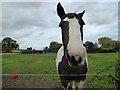 Pony in a paddock at Sutton