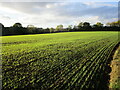 Autumn sown crop alongside Peartree Lane