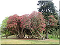 SD3886 : Colourful Rhododendrons at Fell Foot Park by Eirian Evans