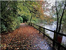 H4772 : Leaf covered path, Mullaghmore by Kenneth  Allen