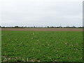 Crop field near Poplar Farm, Helpringham Fen