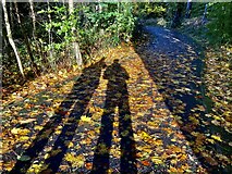 H4772 : Late Autumn shadows, Cranny by Kenneth  Allen