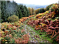 S7039 : Autumn Colour by kevin higgins