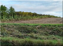 TL3455 : Field by Toft Road by David Howard