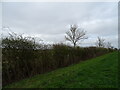 Hedgerow beside Asgarby Road