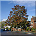 Housing and tree in Stubbs Road, Wolverhampton