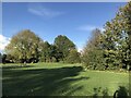 Tree lined lawns