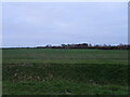 Crop field, Swaton Fen