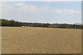 Ploughed field