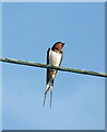 Swallow ready for migration