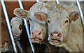 Cattle on William Wood Farm