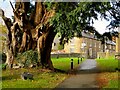 Churchyard yew, Llansilin