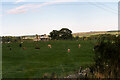 Cattle Grazing next to the A99 near Latherton